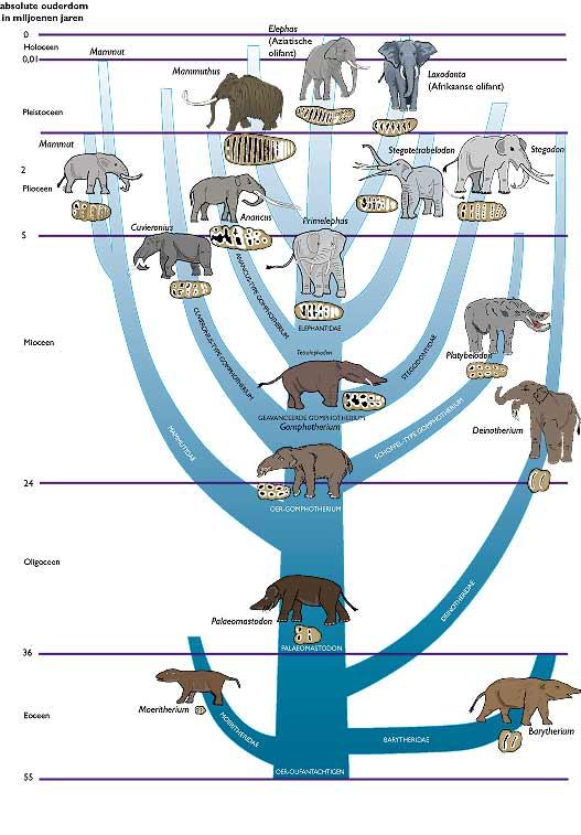 Plaatje bij antwoord