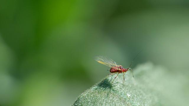 Picture for question