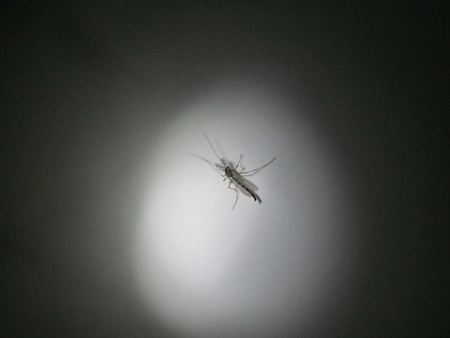 Picture for question