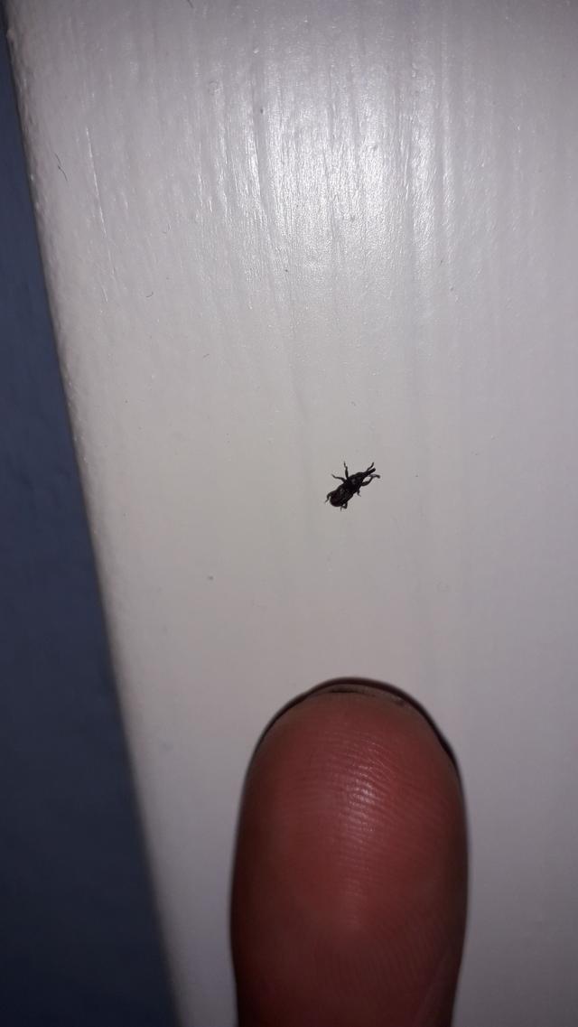 Picture for question