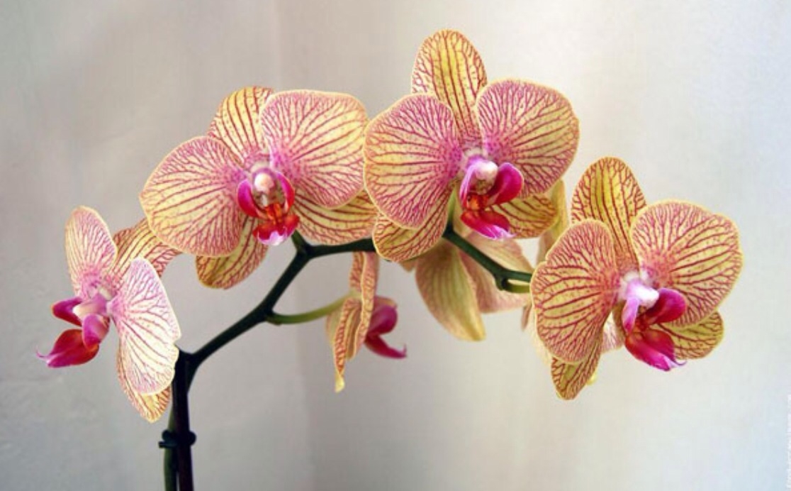 Plaatje bij antwoord