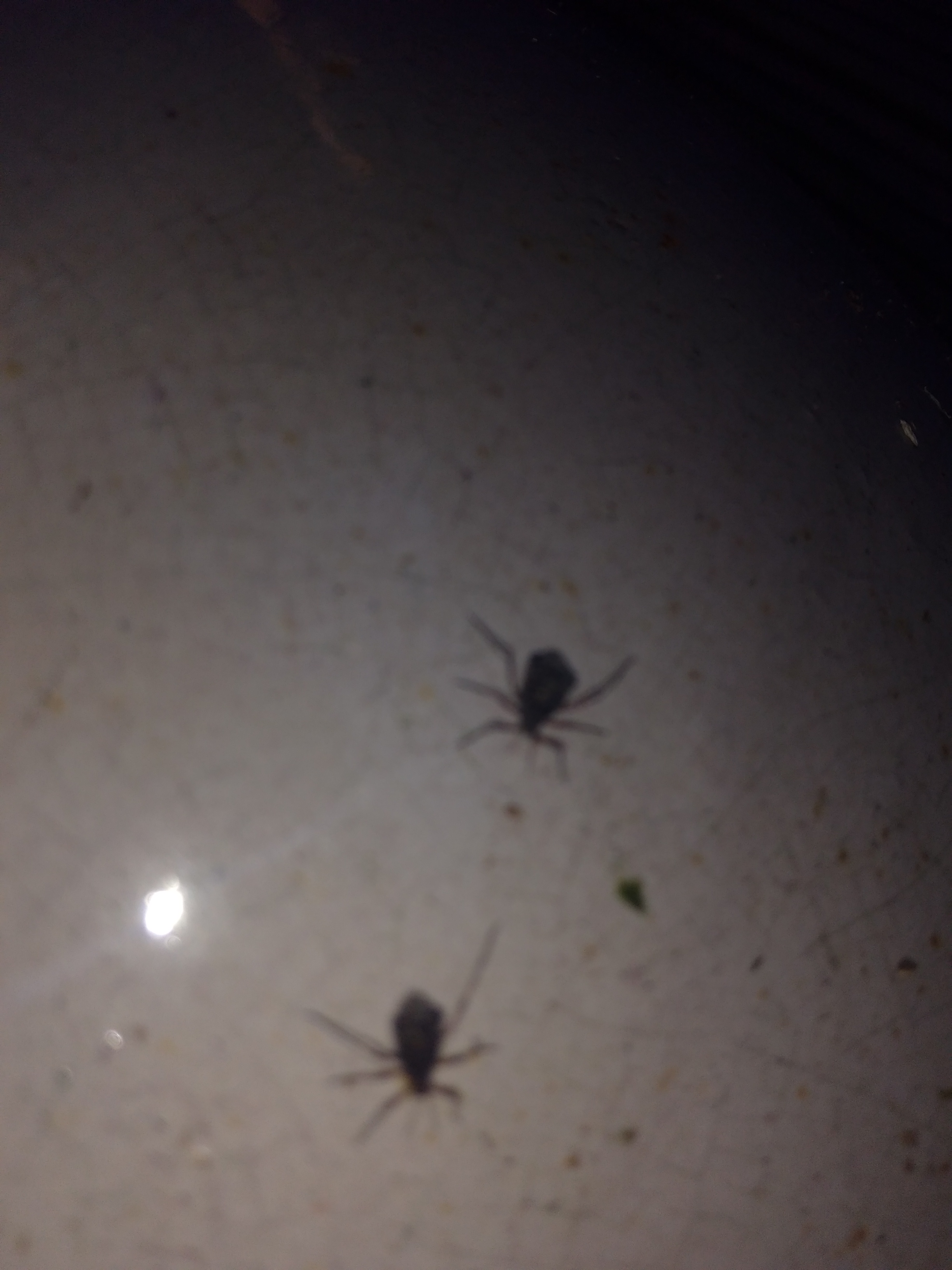 Picture for question