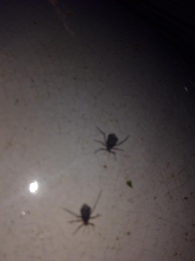 Picture for question