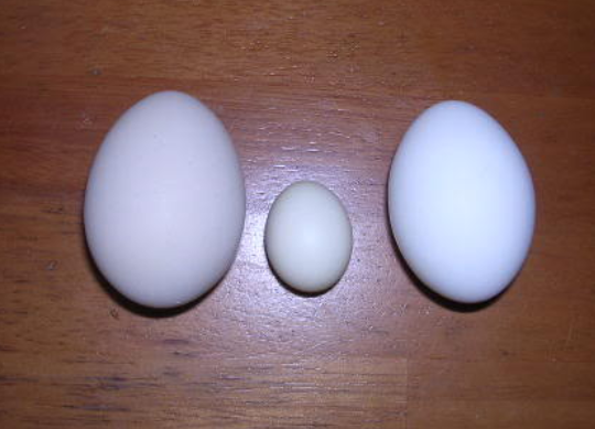 Picture for question