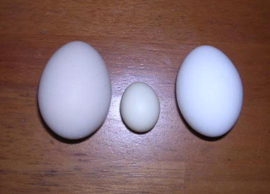 Picture for question