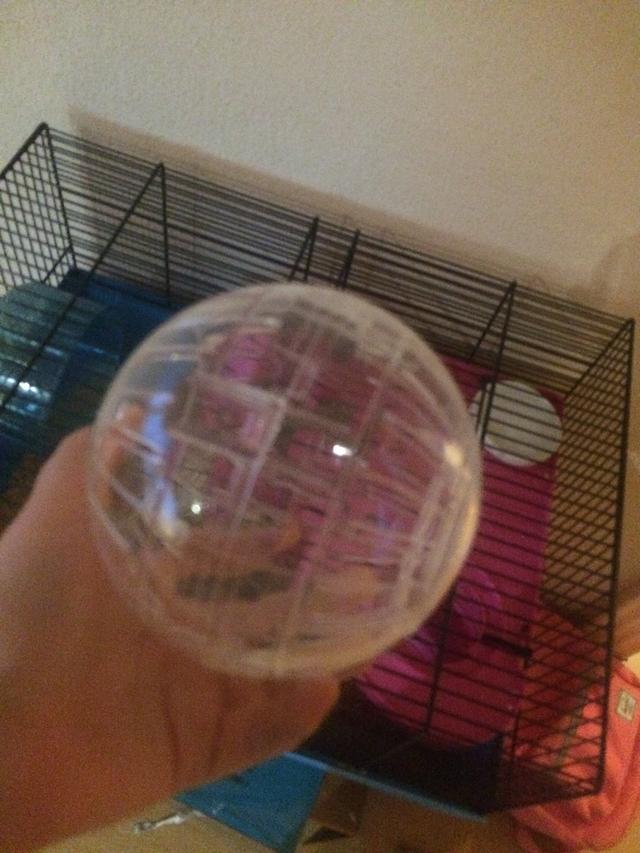 Picture for question