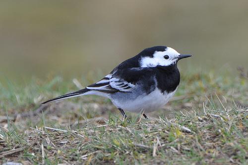 Plaatje bij antwoord