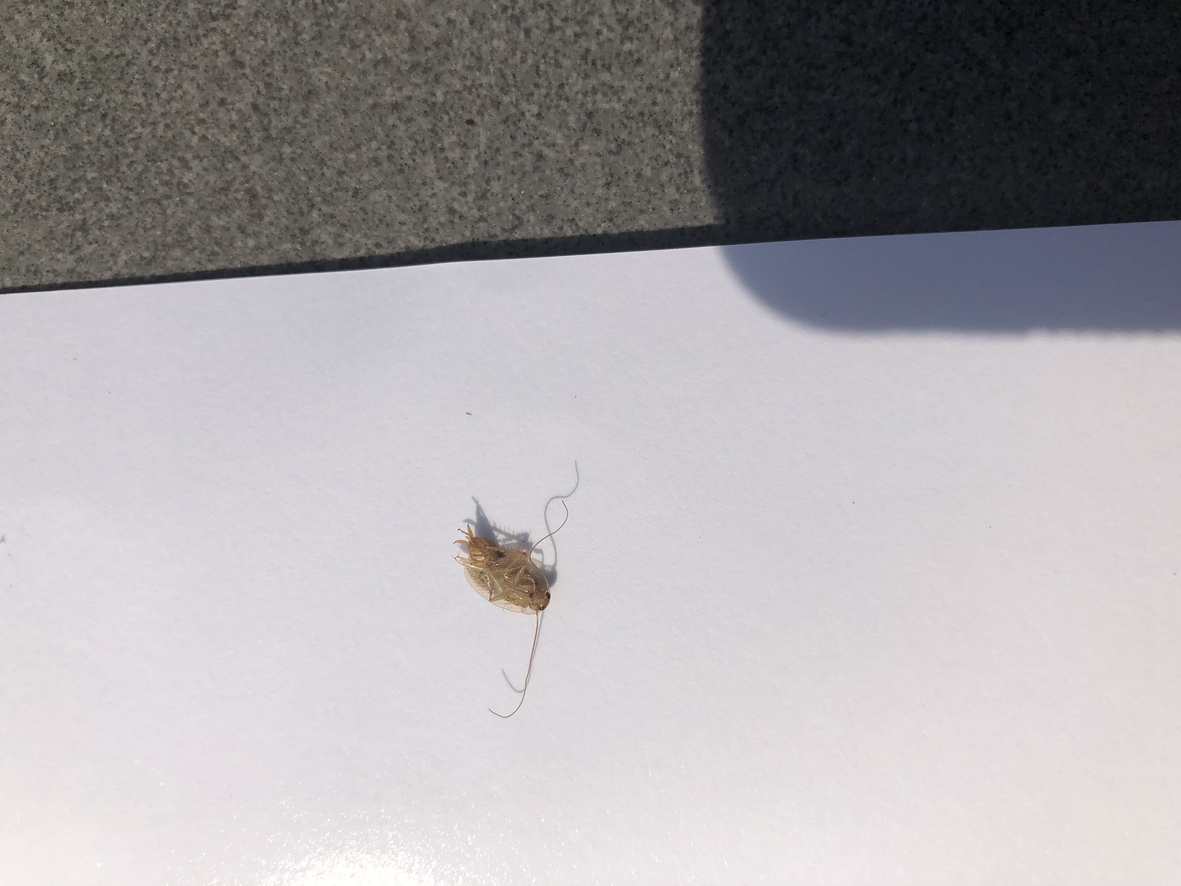 Picture for question