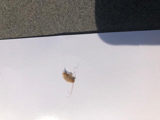 Picture for question