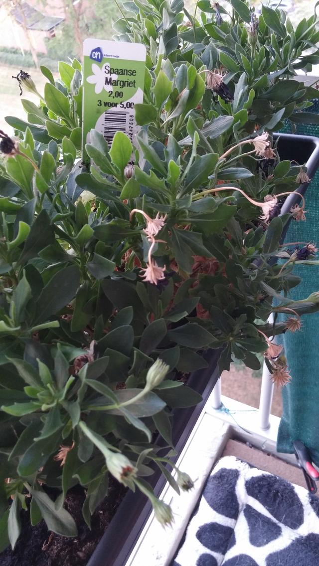 Picture for question