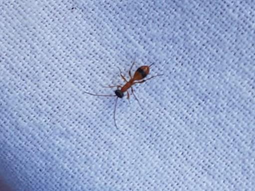 Picture for question