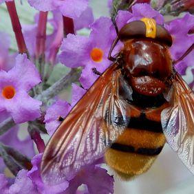 Plaatje bij antwoord