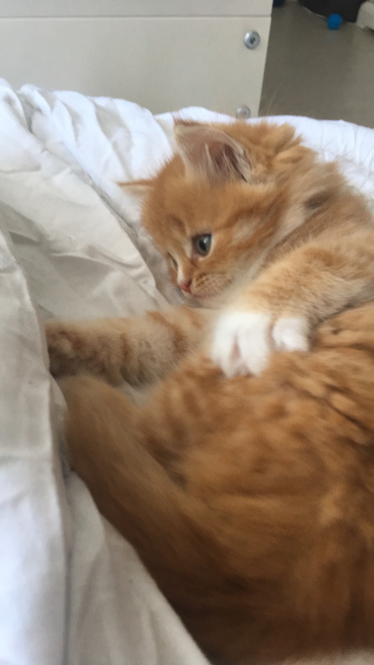 Picture for question