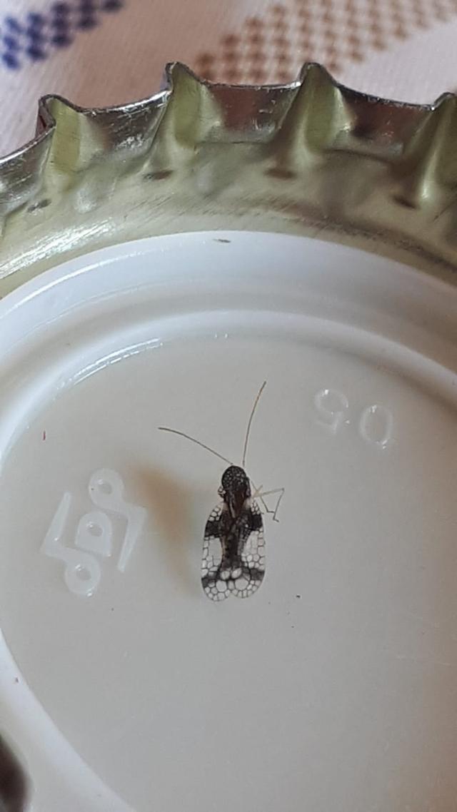 Picture for question