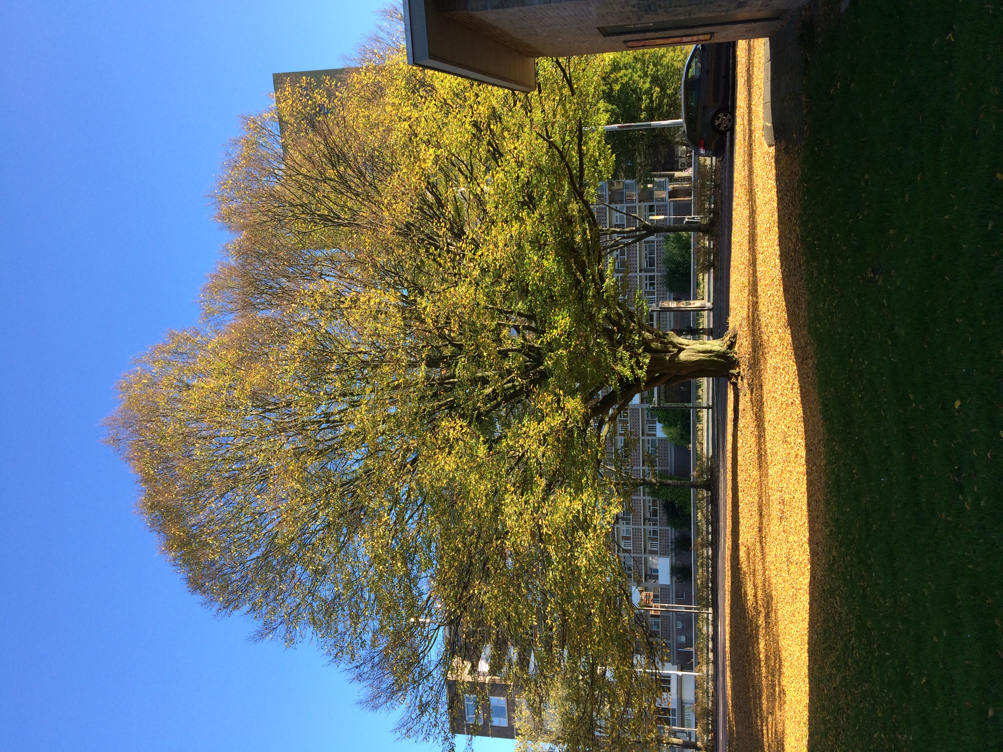 Picture for question