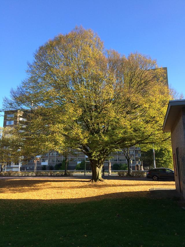 Picture for question