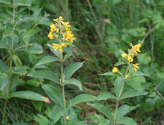 Plaatje bij antwoord