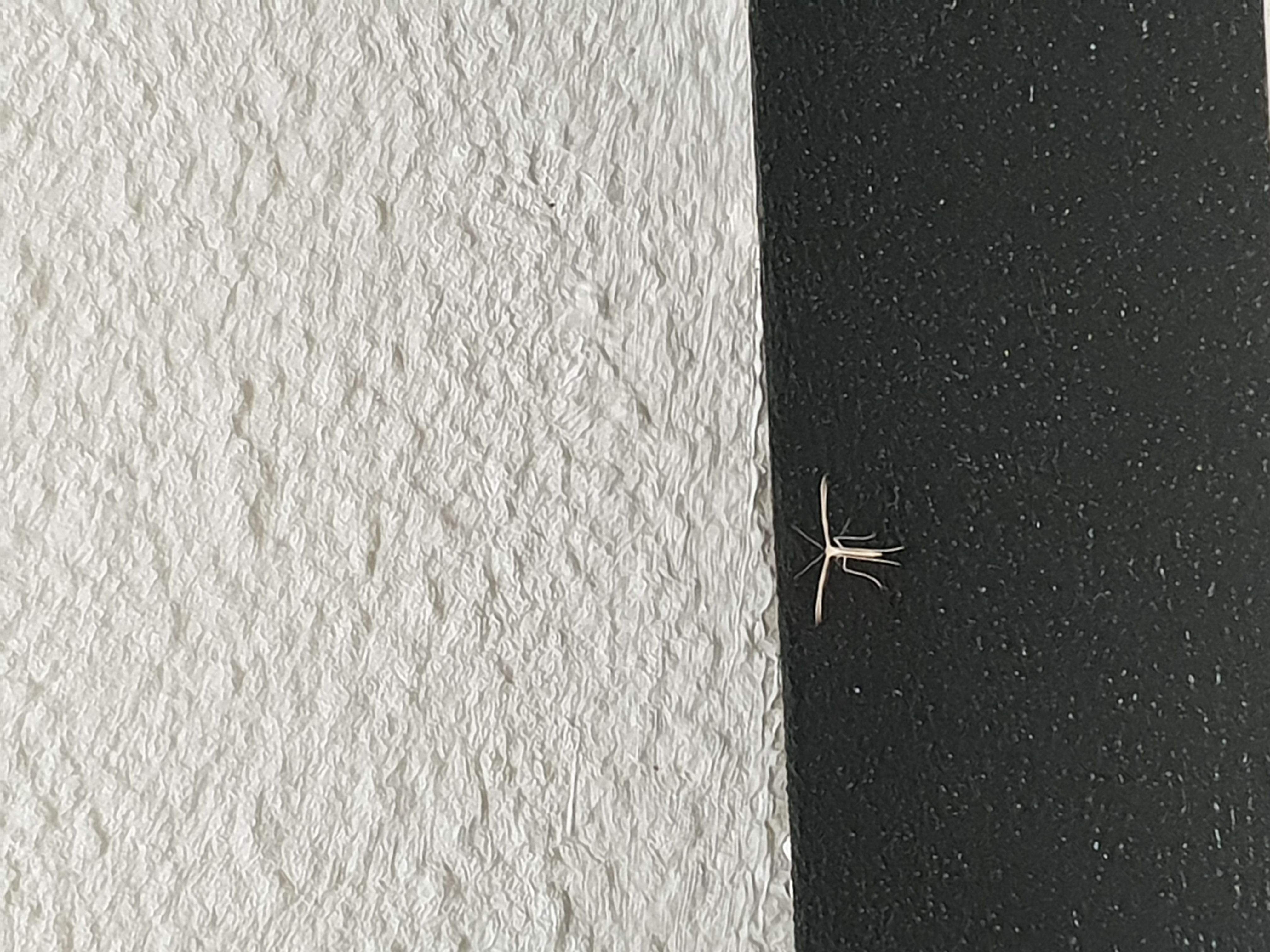 Picture for question