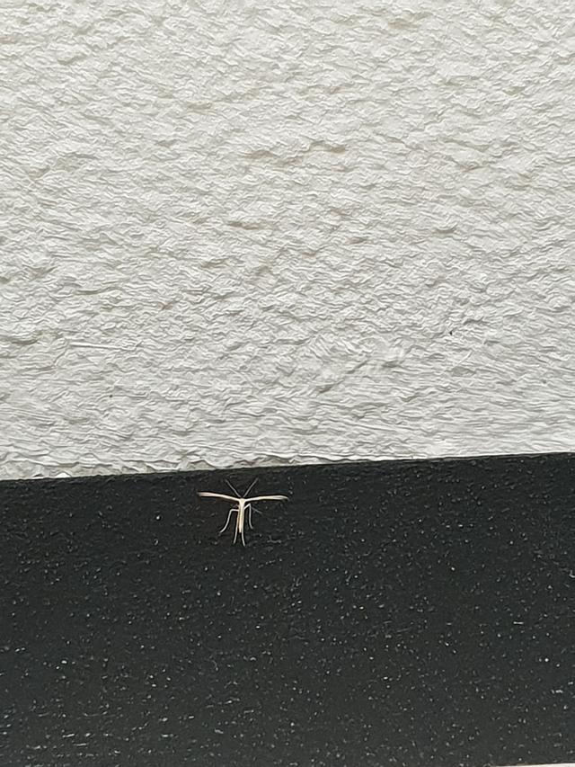 Picture for question