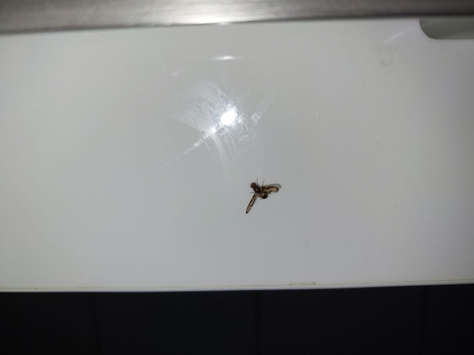 Picture for question