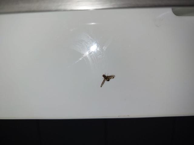 Picture for question