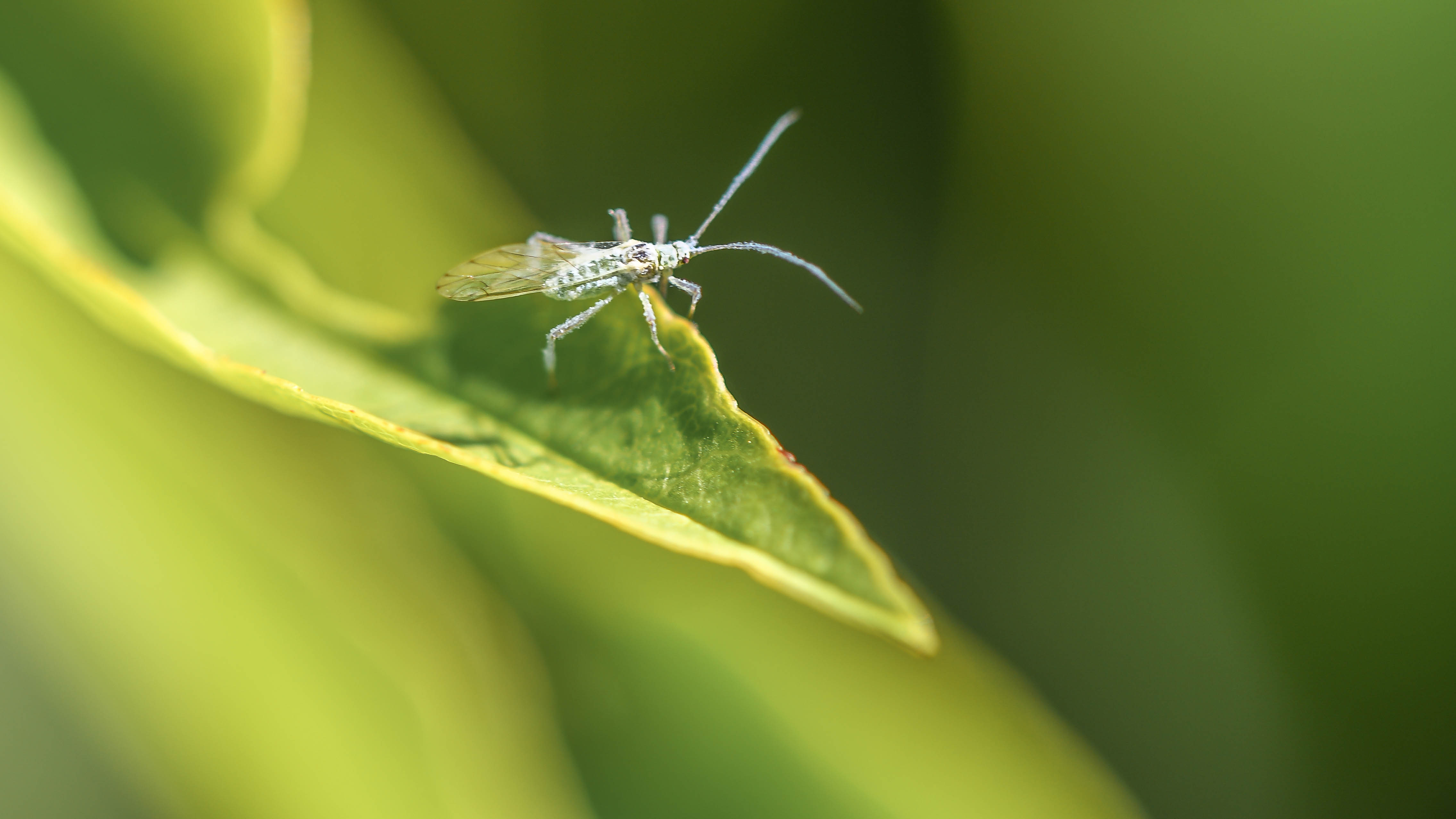 Picture for question