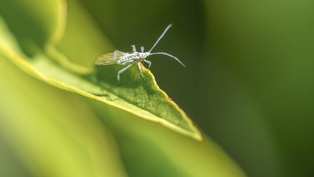 Picture for question