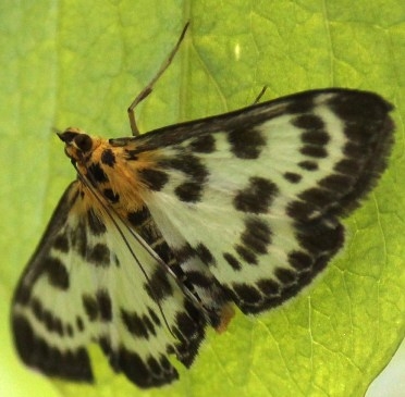 Plaatje bij antwoord