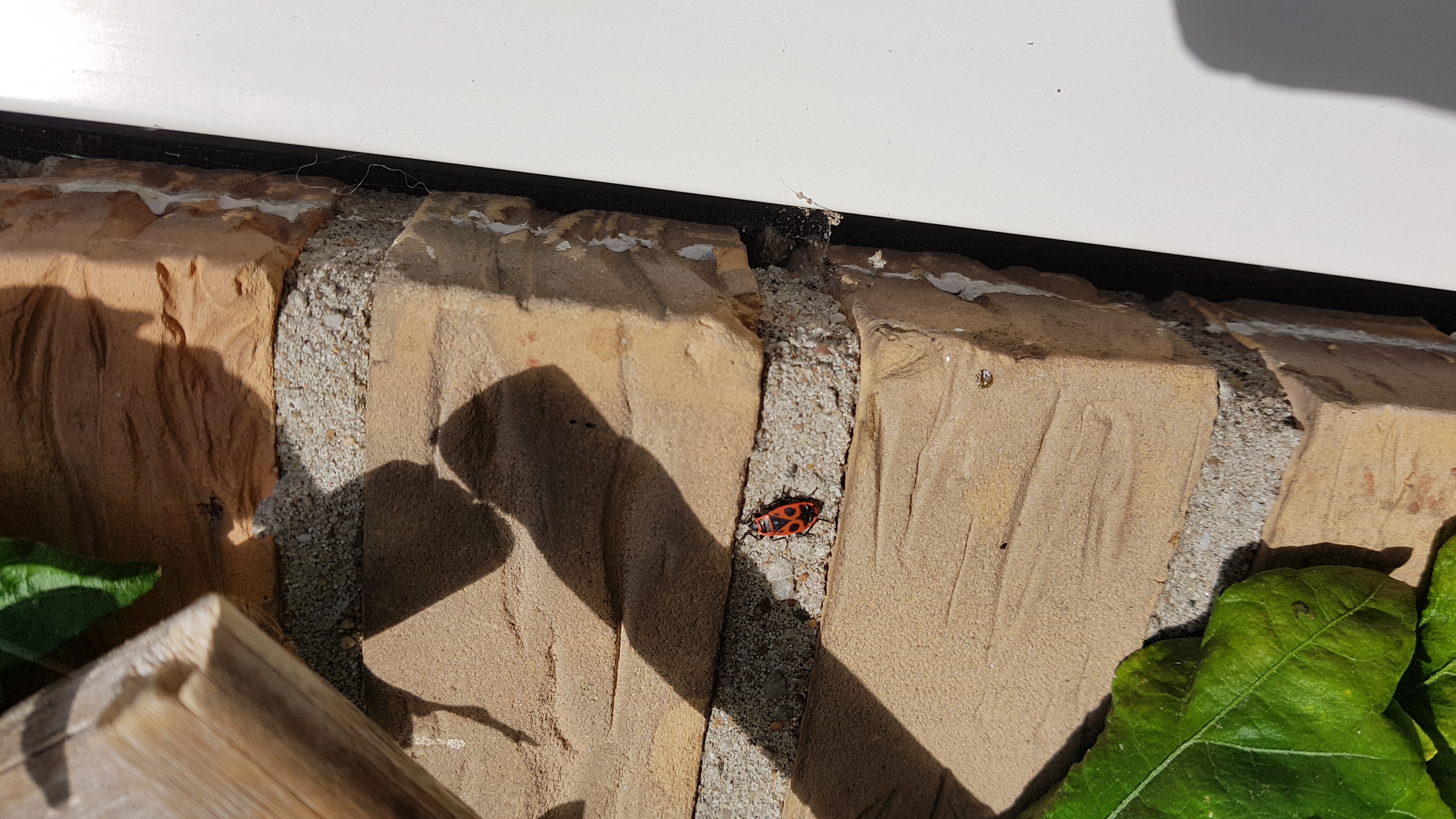 Picture for question