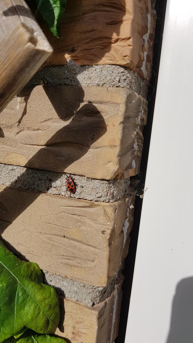 Picture for question