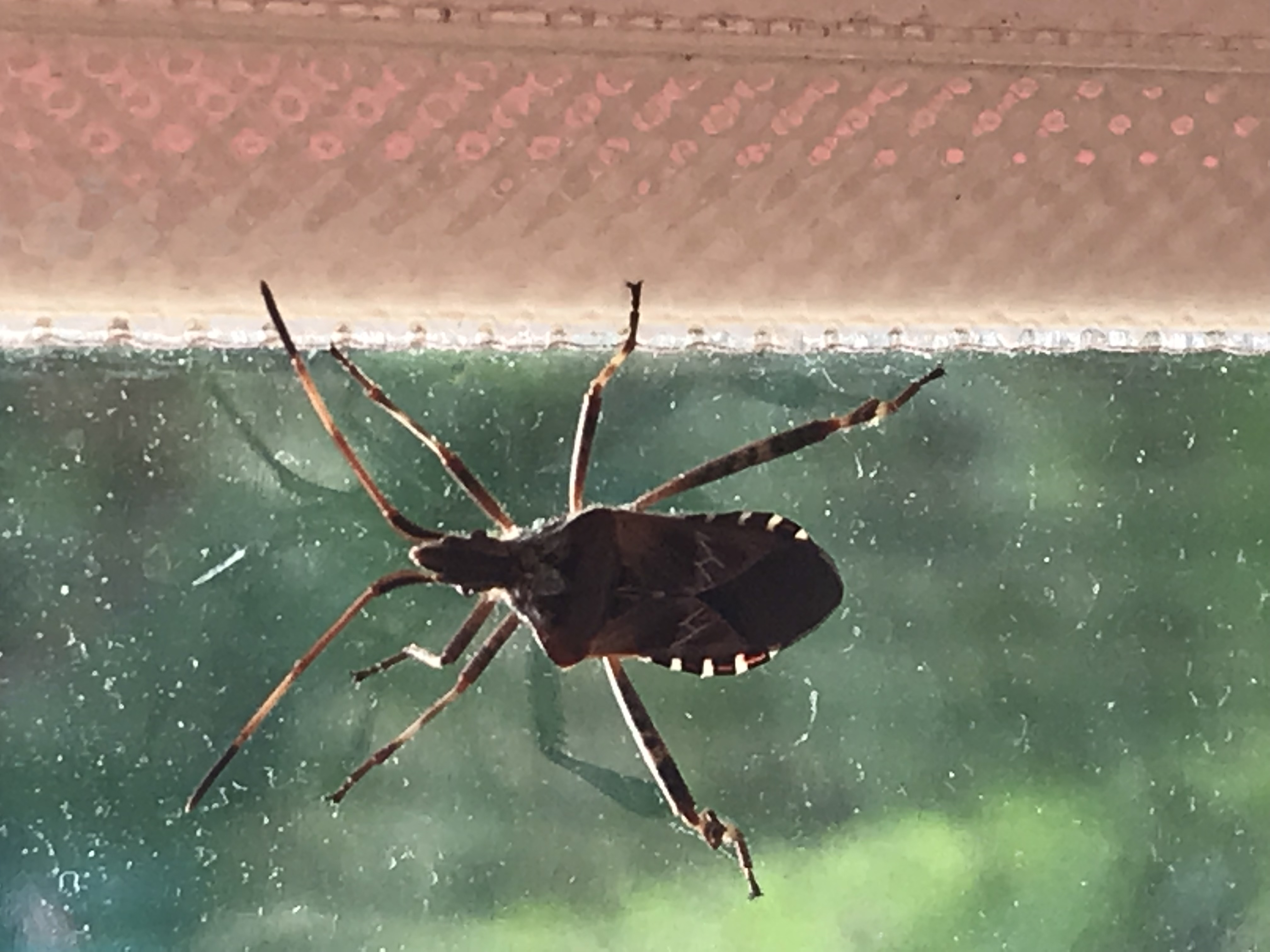 Picture for question