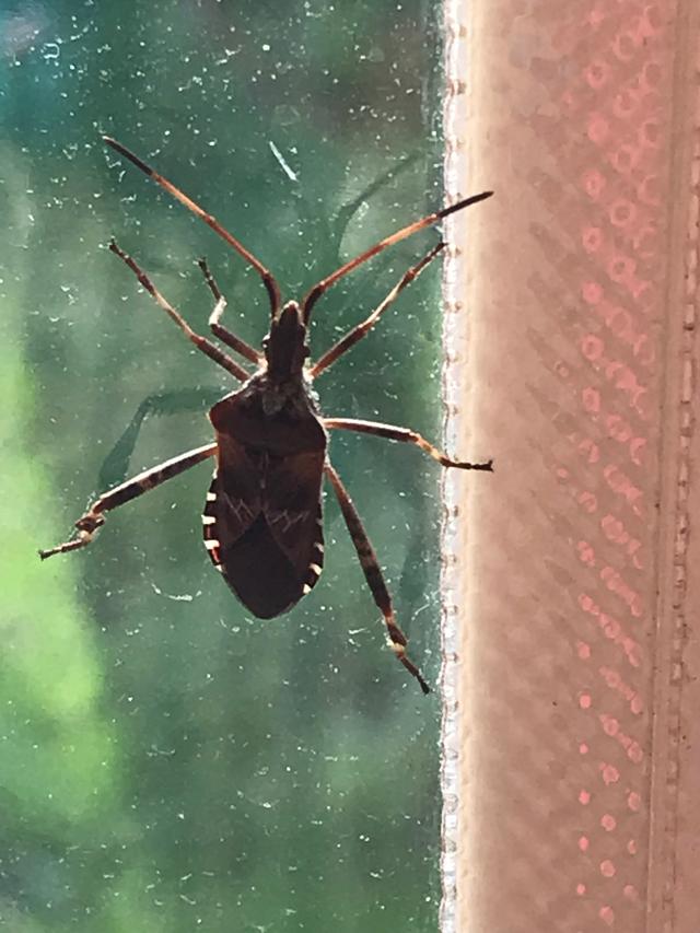 Picture for question