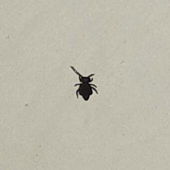 Picture for question