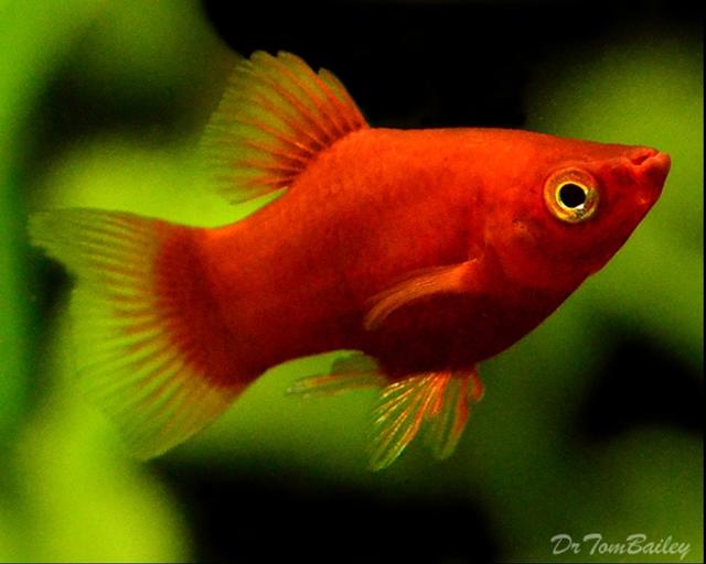 Plaatje bij antwoord