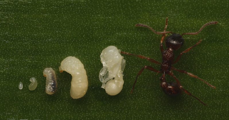 Plaatje bij antwoord