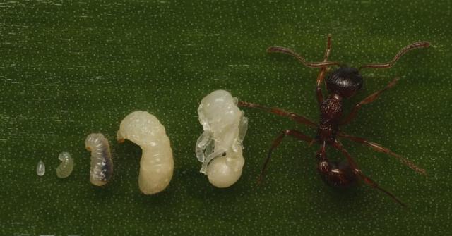 Plaatje bij antwoord