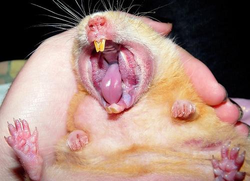 Picture for question