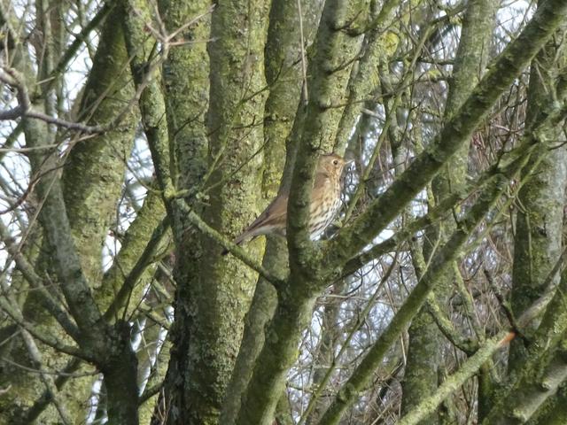 Picture for question