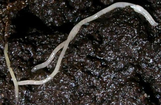 Plaatje bij antwoord