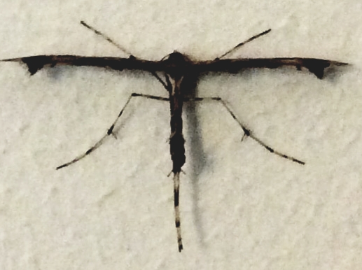 Picture for question