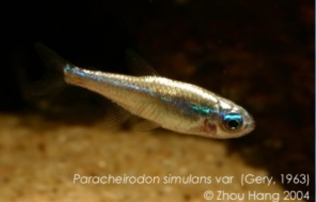 Plaatje bij antwoord