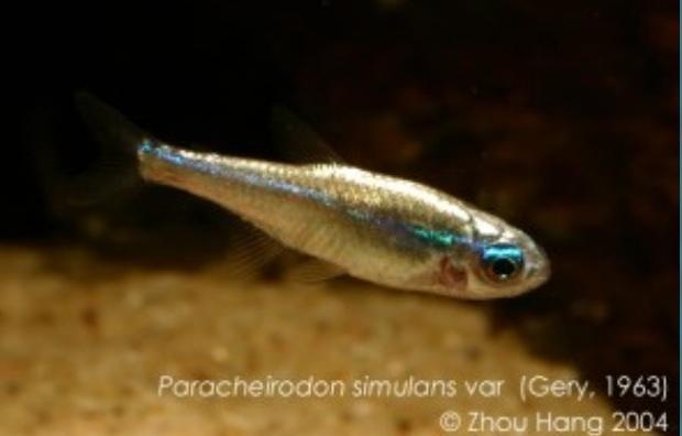 Plaatje bij antwoord