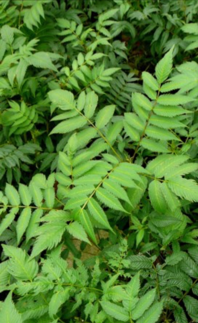 Plaatje bij antwoord