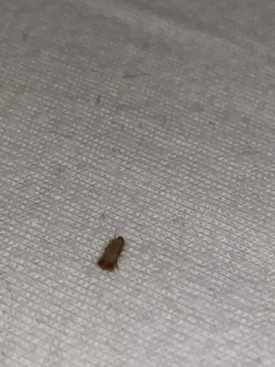 Picture for question